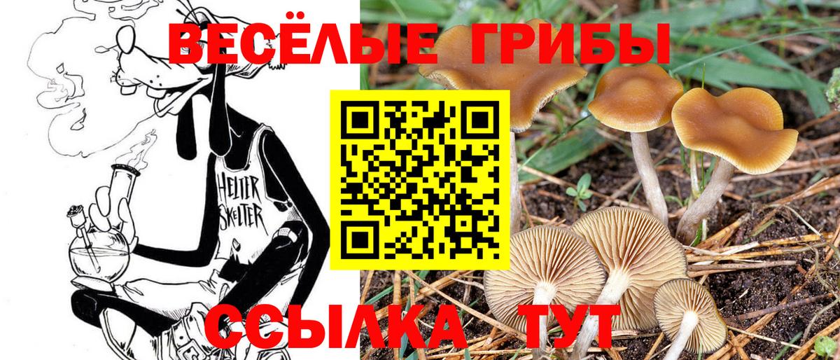 Рязань  Галлюциногенные грибы Cubensis  Вход с VPN 